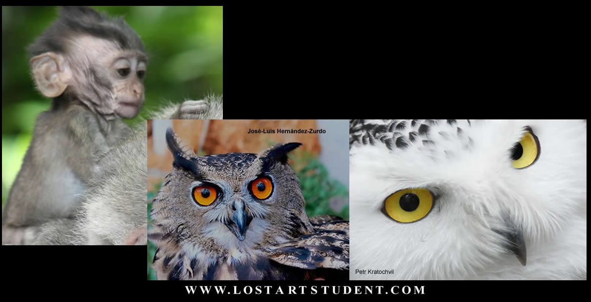 animal-drawings